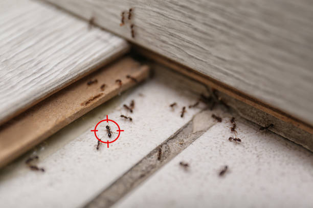 Best Rodent Control Near Me  in Germantown, IL