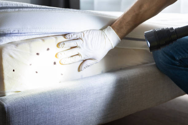 Best Affordable Pest Control Services  in Germantown, IL
